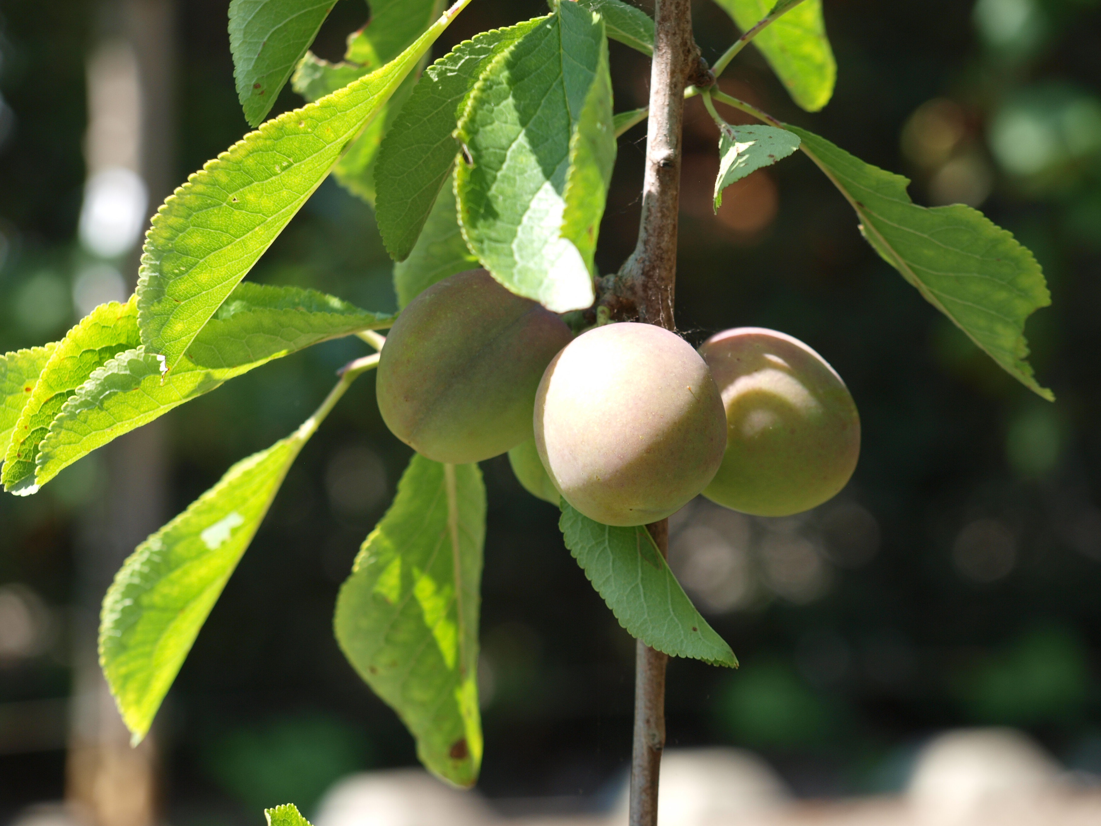 Prunus d. Victoria 2